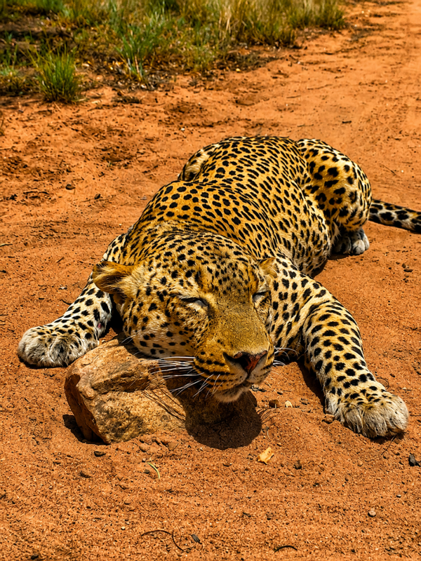 African safari hunting memory